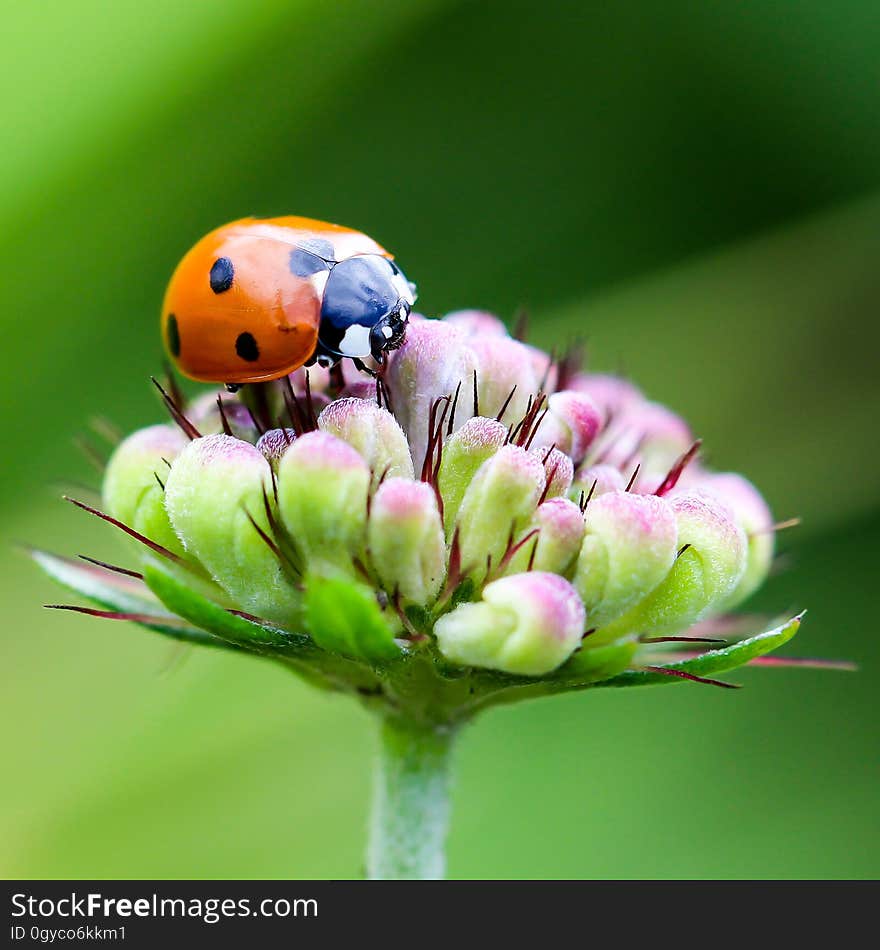 Insect, Macro Photography, Ladybird, Close Up