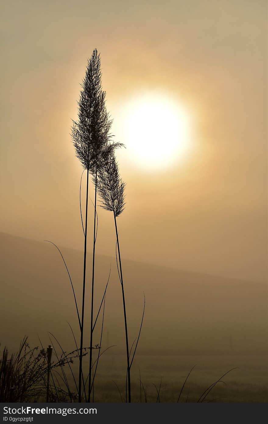 Sky, Morning, Sunrise, Dawn