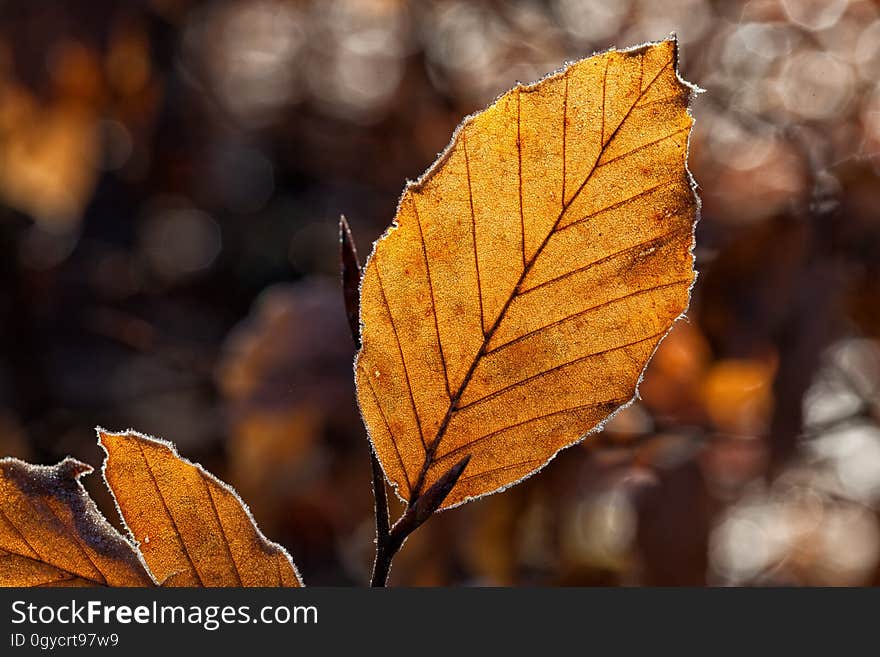 Leaf, Deciduous, Autumn, Branch