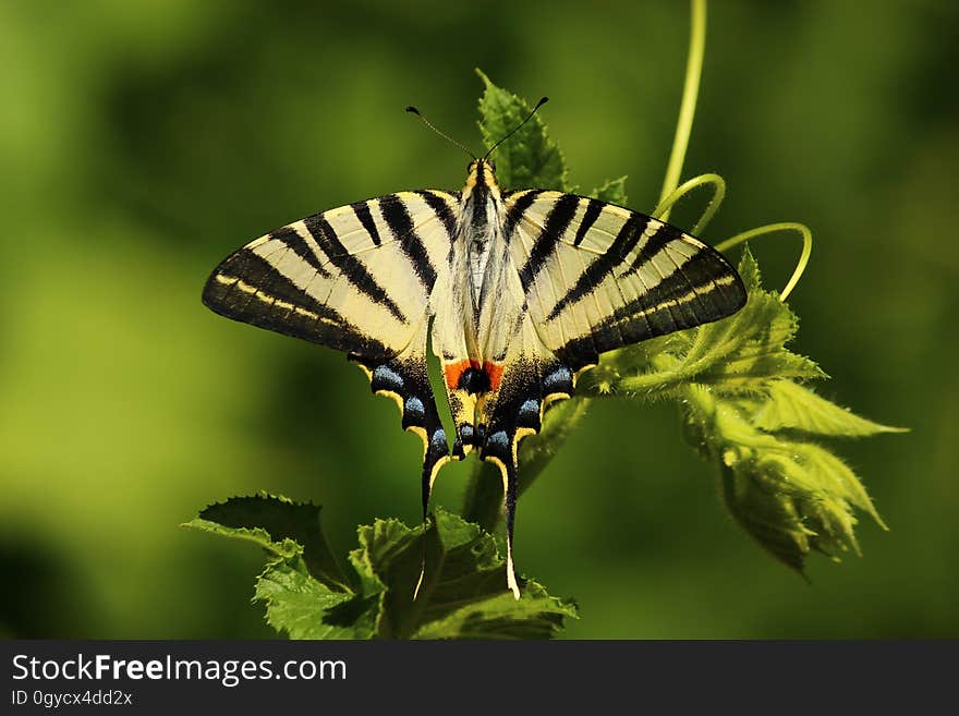 Butterfly, Insect, Moths And Butterflies, Lycaenid