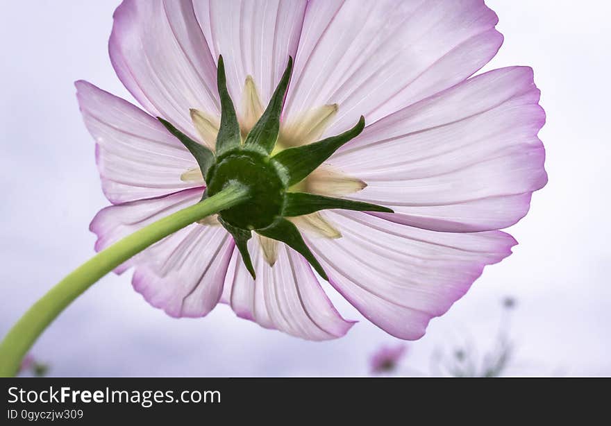 Flower, Flora, Violet, Purple