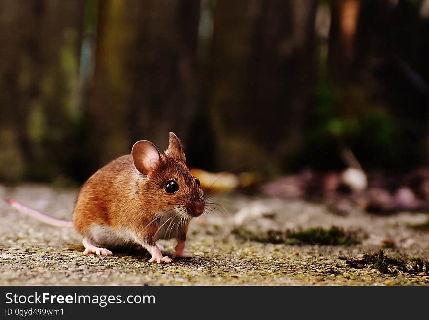 Mouse, Fauna, Mammal, Muridae