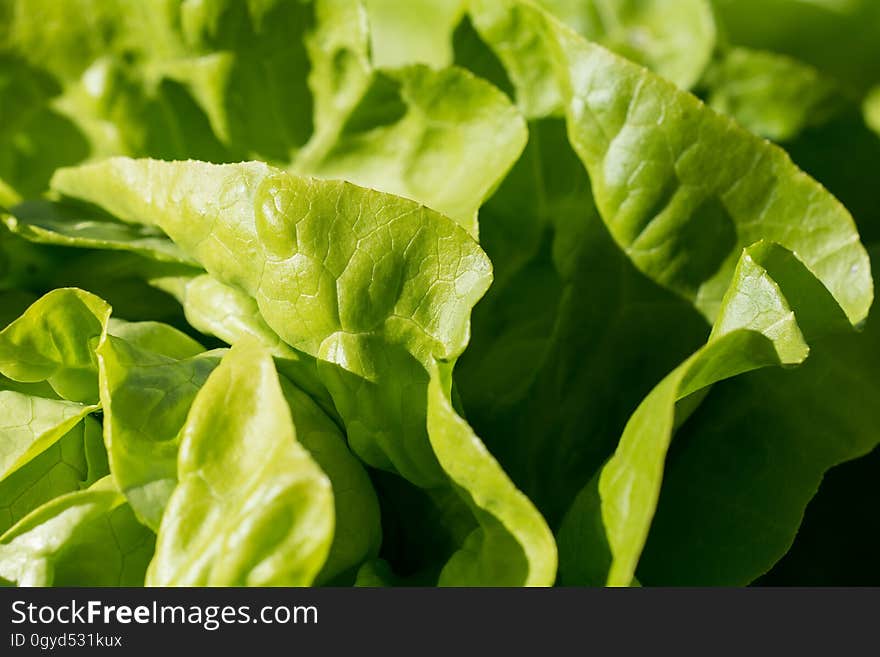 Leaf Vegetable, Lettuce, Vegetable, Leaf