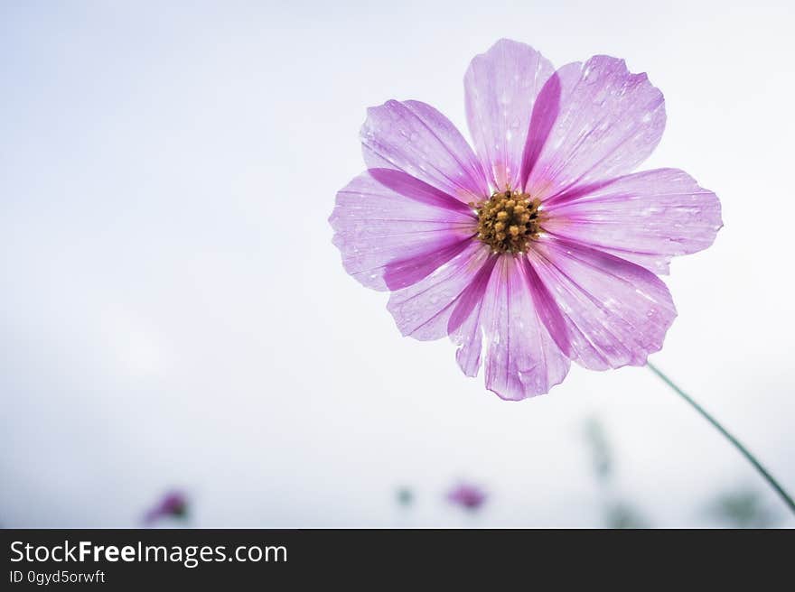 Flower, Violet, Purple, Garden Cosmos