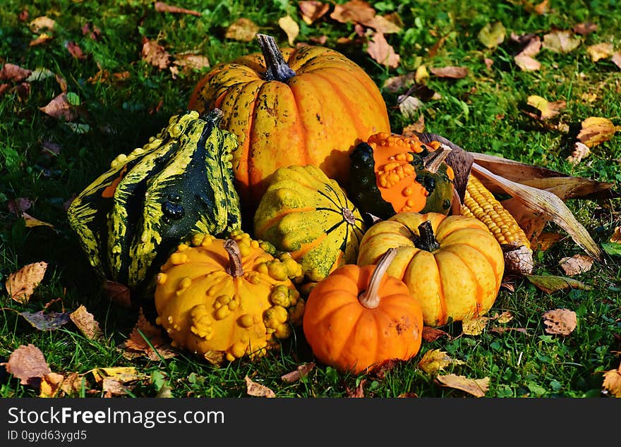 Vegetable, Winter Squash, Cucurbita, Calabaza