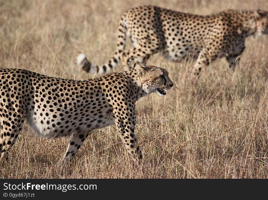 Cheetah, Wildlife, Terrestrial Animal, Mammal