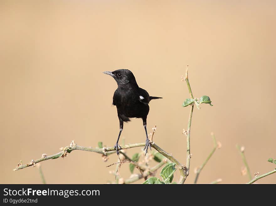 Bird, Fauna, Beak, American Crow