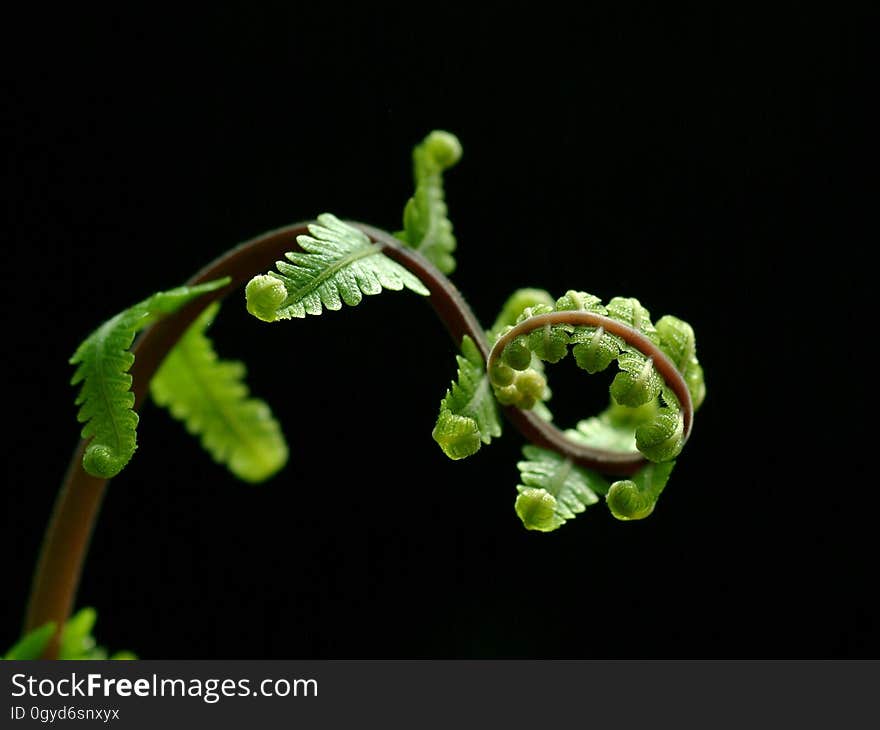 Plant, Macro Photography, Leaf, Flora