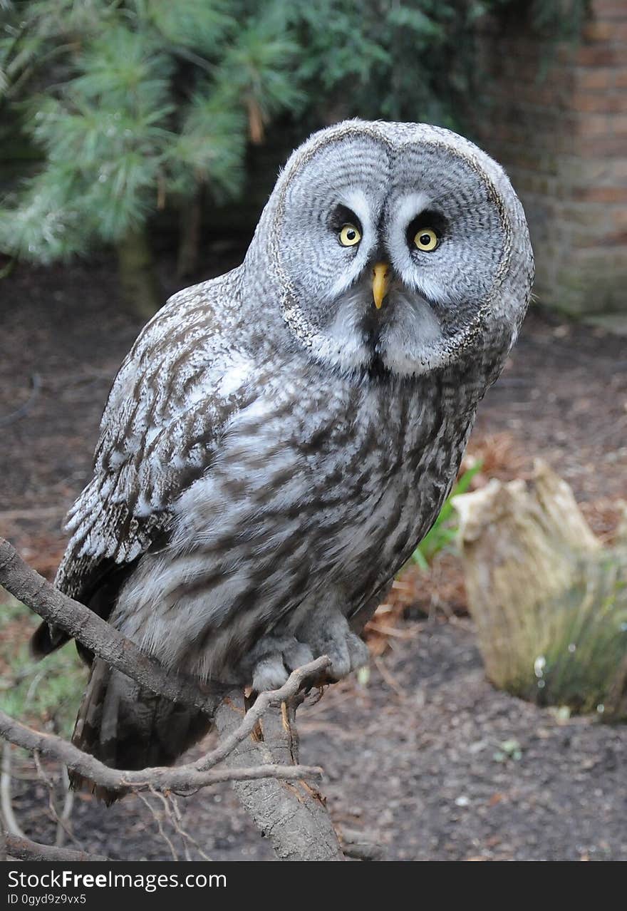 Owl, Great Grey Owl, Bird, Beak