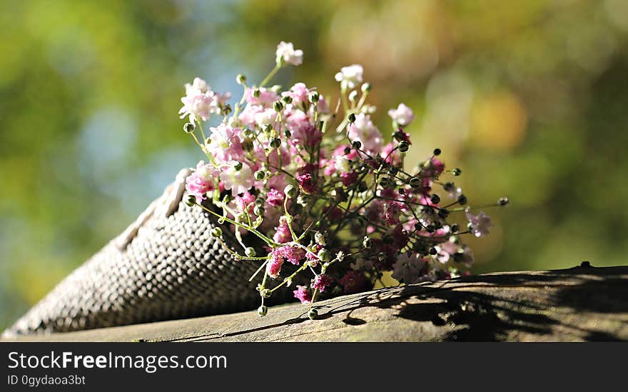 Flower, Plant, Flora, Spring