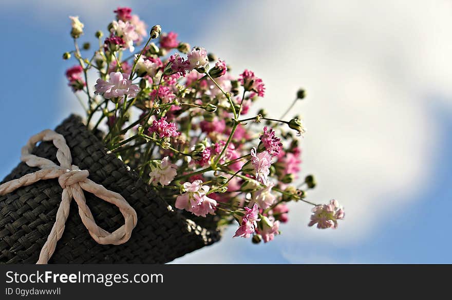 Flower, Pink, Blossom, Spring