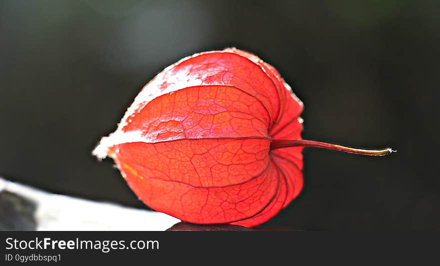 Close Up, Leaf, Macro Photography, Plant