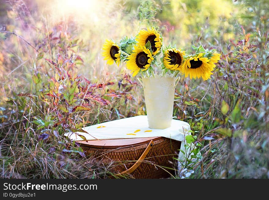 Flower, Yellow, Sunflower, Plant