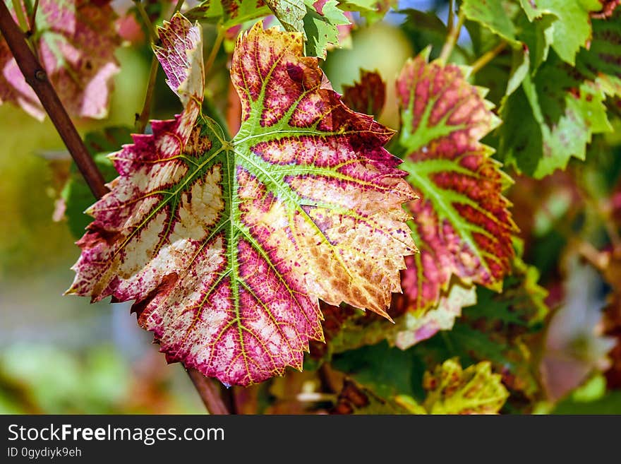 Leaf, Flora, Plant, Grapevine Family