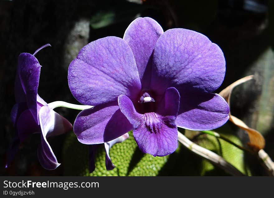 Flower, Flowering Plant, Flora, Plant