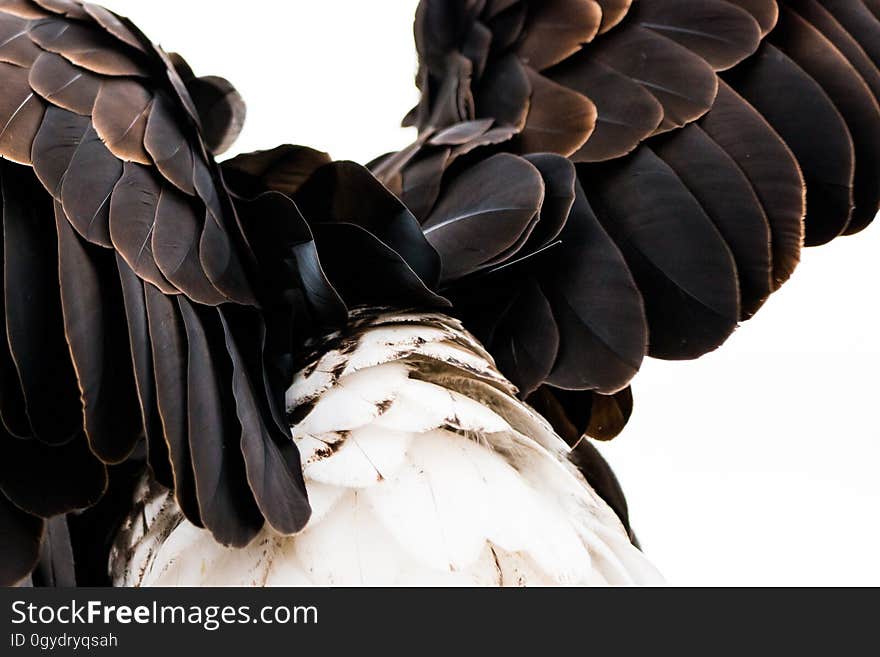 Beak, Bird Of Prey, Close Up, Wing