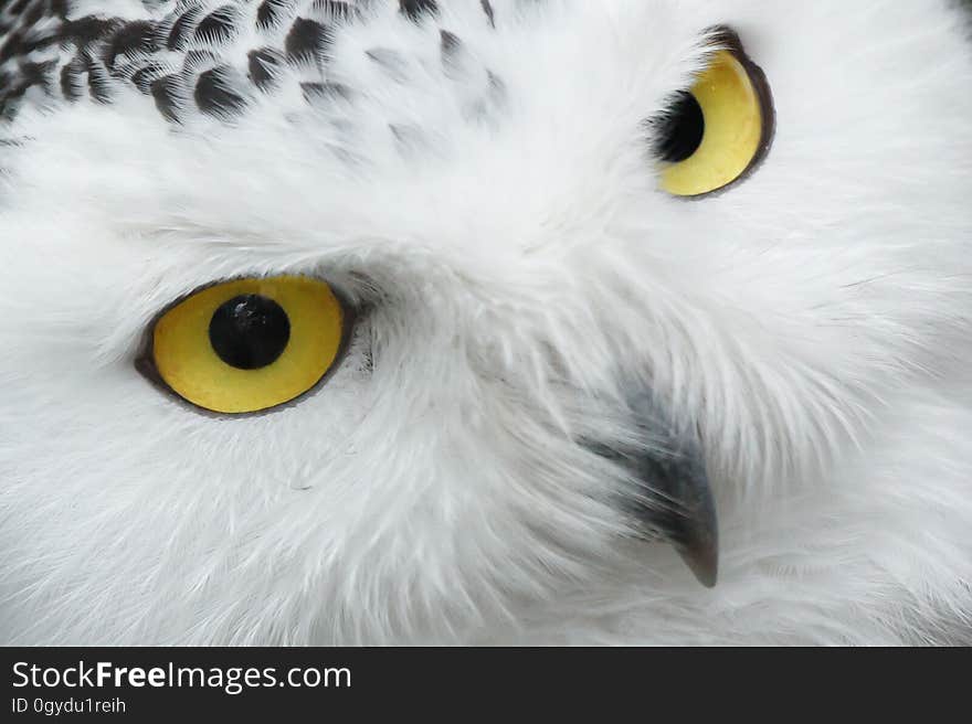 Owl, Beak, White, Bird Of Prey