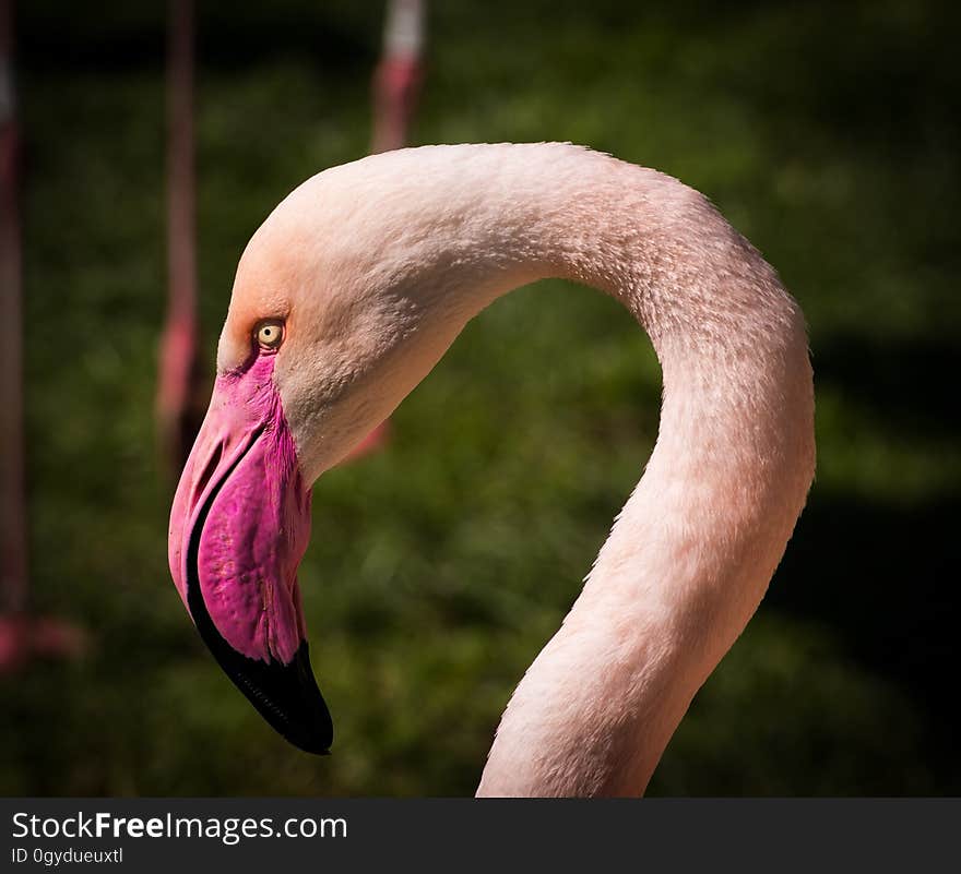 Flamingo, Bird, Beak, Fauna