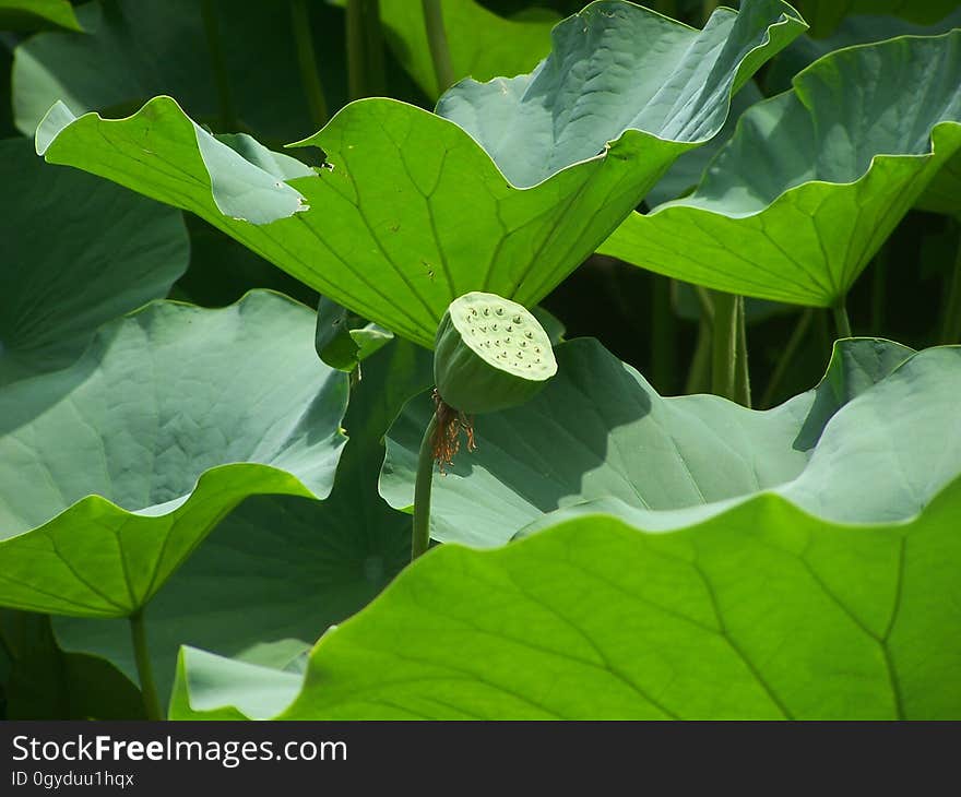 Plant, Flower, Leaf, Sacred Lotus