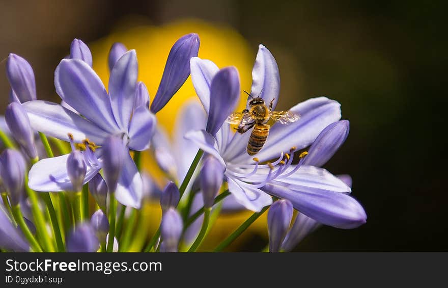 Flower, Blue, Flora, Plant