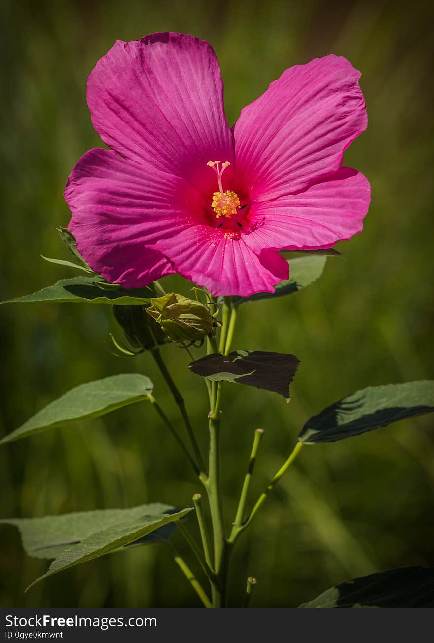 Flower, Plant, Flora, Wildflower