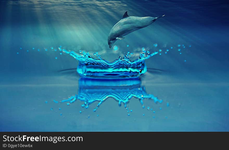 Water, Blue, Dolphin, Marine Mammal