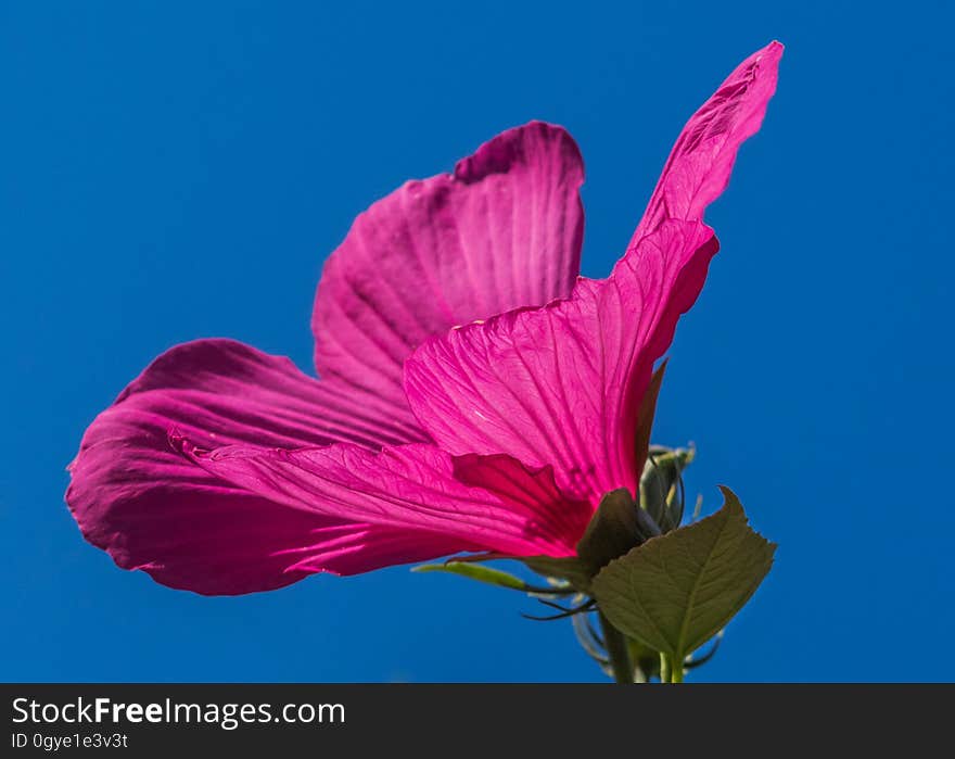 Flower, Pink, Red, Flora