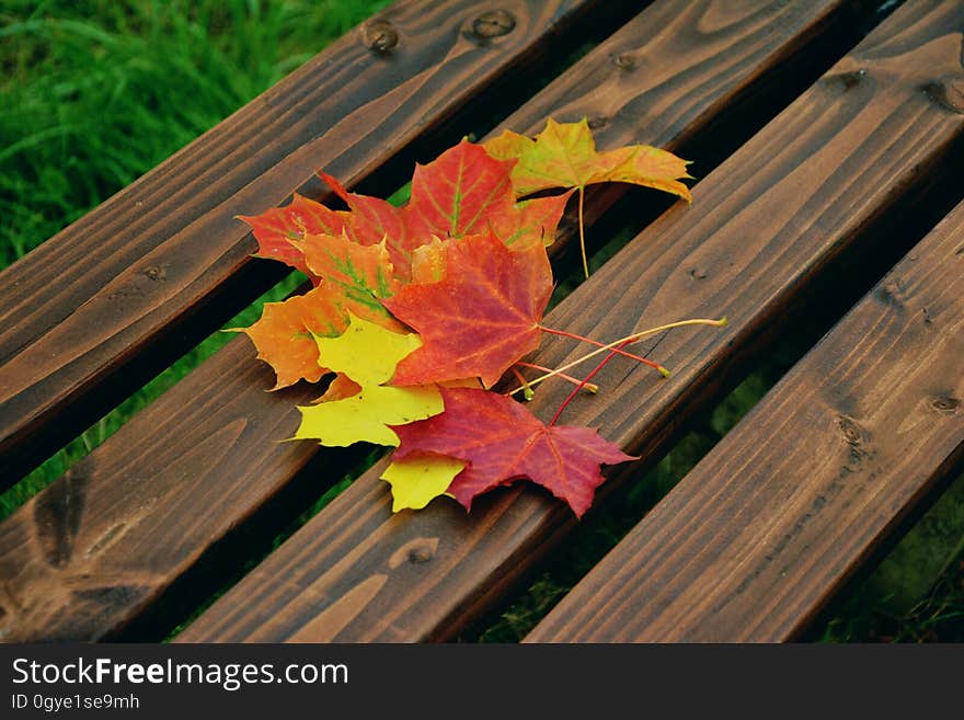 Leaf, Yellow, Autumn, Flora