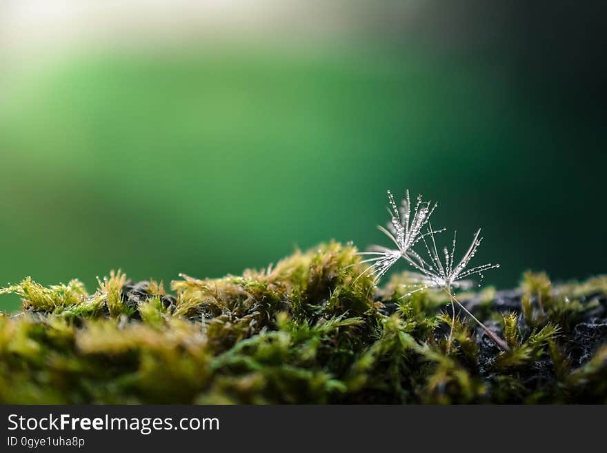 Vegetation, Close Up, Macro Photography, Branch