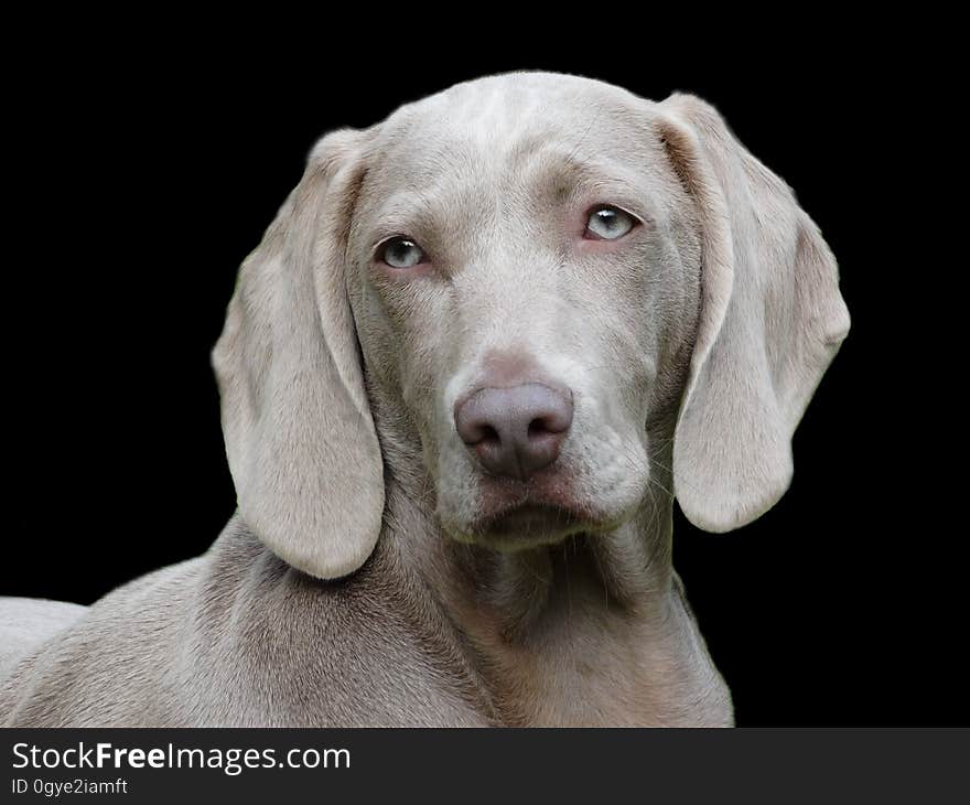 Weimaraner, Dog Breed, Dog, Dog Like Mammal