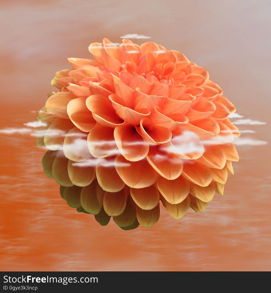 Flower, Orange, Dahlia, Petal