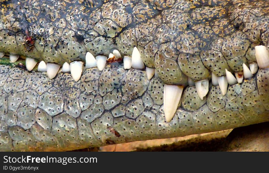 Crocodilia, Crocodile, Reptile, Fauna