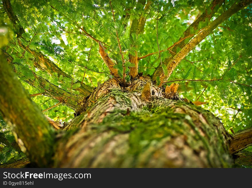 Vegetation, Tree, Ecosystem, Plant