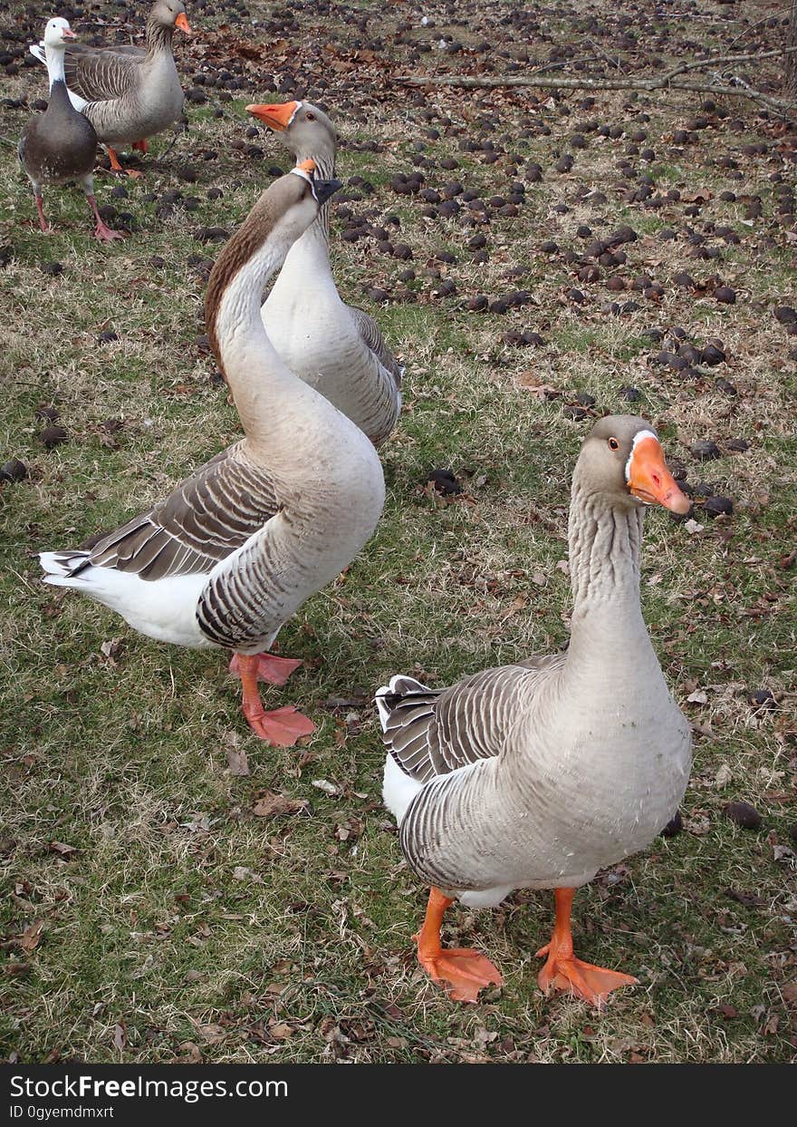 Bird, Goose, Water Bird, Ducks Geese And Swans