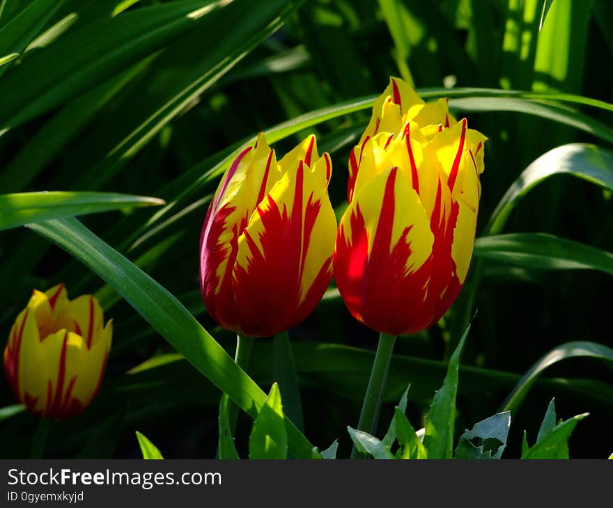 Flower, Plant, Flowering Plant, Tulip