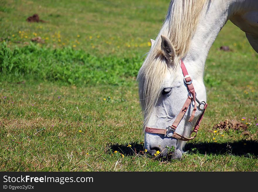 Horse, Grass, Pasture, Grassland