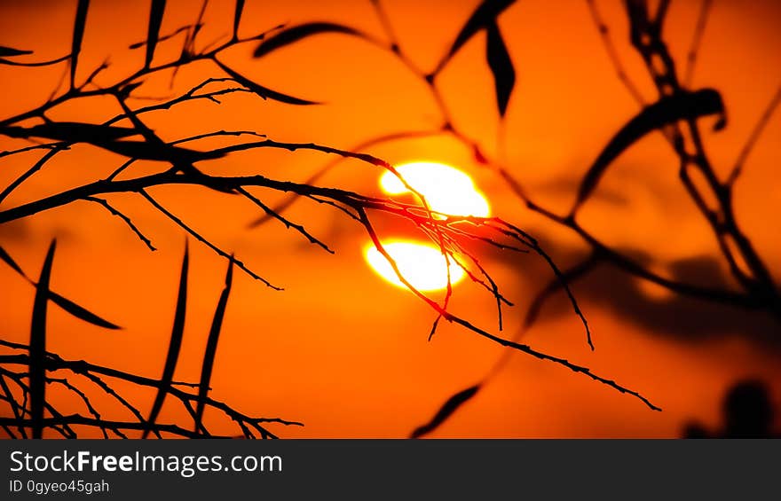 Branch, Sky, Sun, Leaf