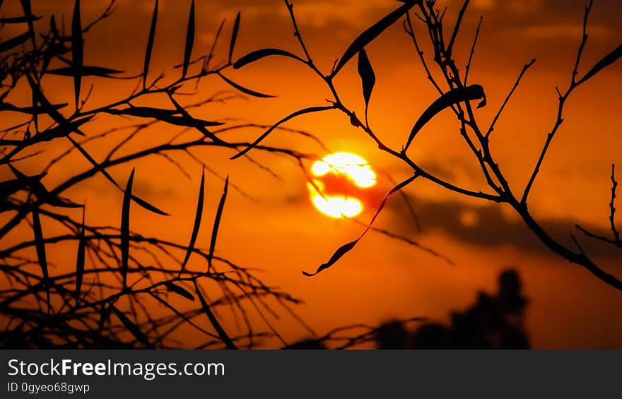 Branch, Sky, Sun, Sunrise