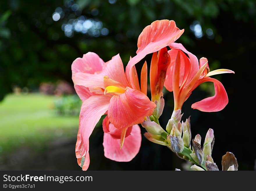 Flower, Plant, Pink, Flora