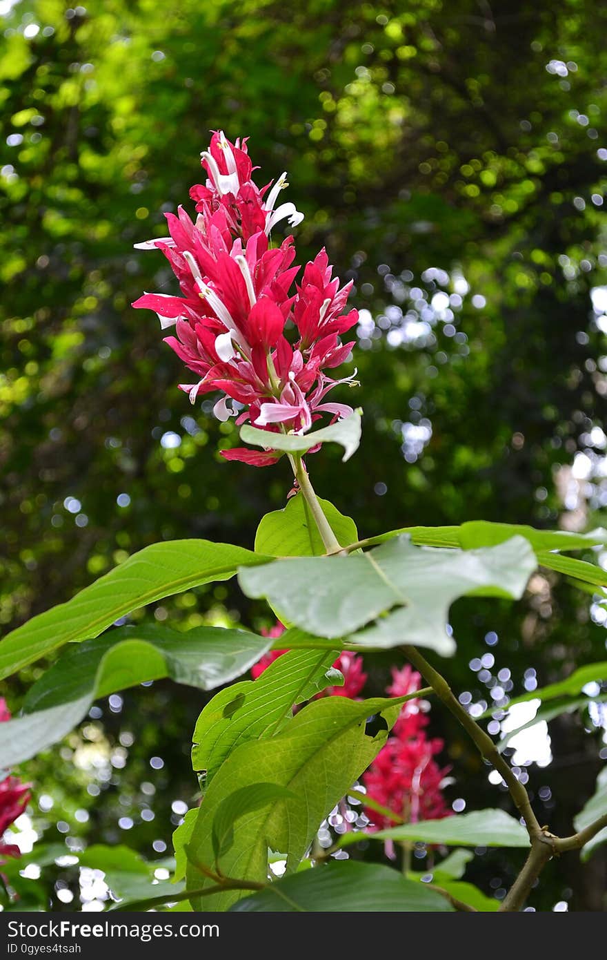 Plant, Flora, Flower, Flowering Plant