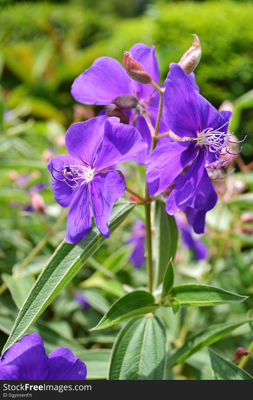 Flower, Blue, Plant, Flora