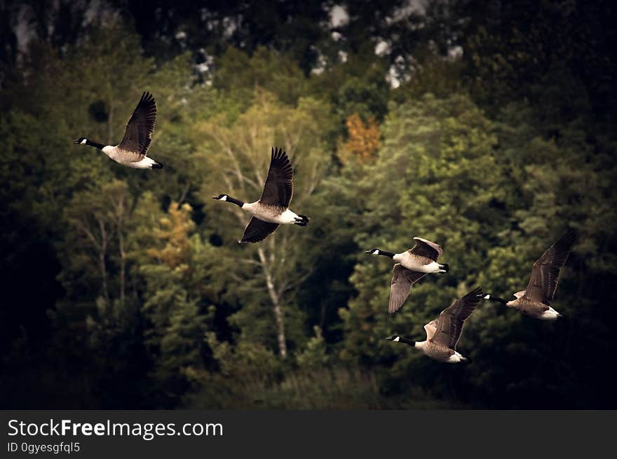 Fauna, Bird, Ecosystem, Sky