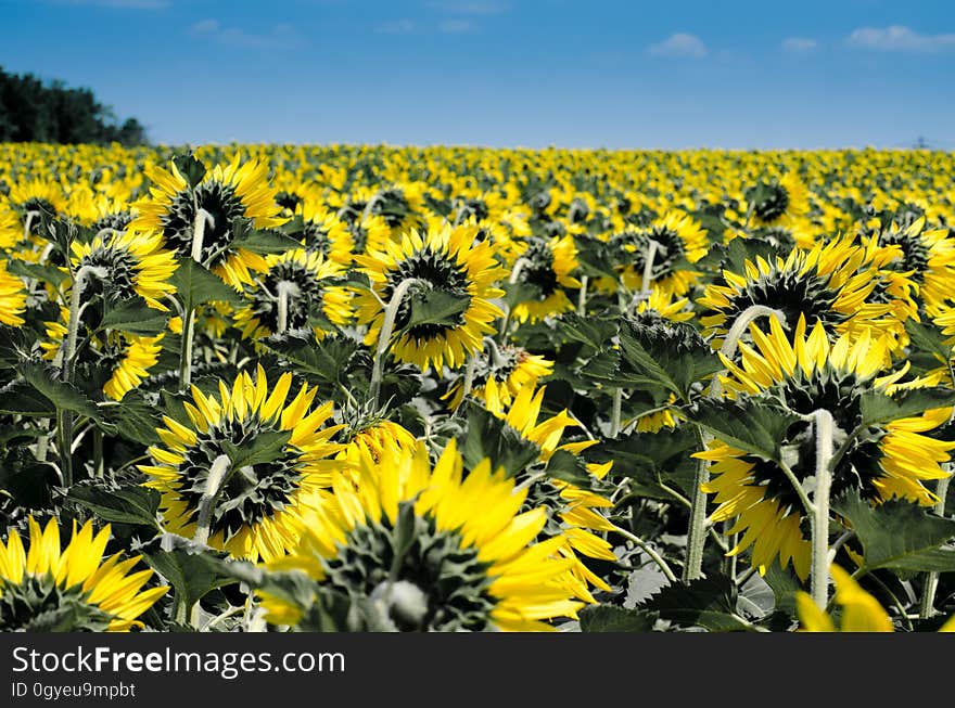 Flower, Sunflower, Yellow, Field