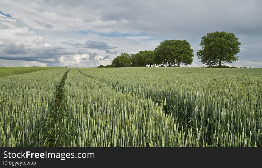 Field, Crop, Grass Family, Agriculture