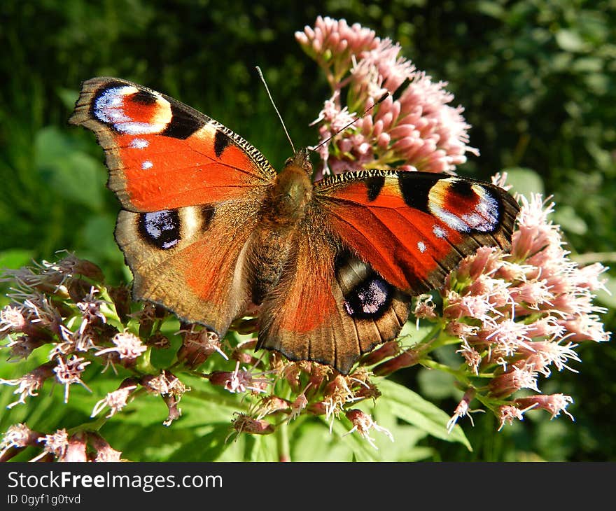 Butterfly, Insect, Moths And Butterflies, Brush Footed Butterfly