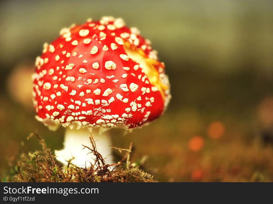 Mushroom, Agaric, Close Up, Fungus