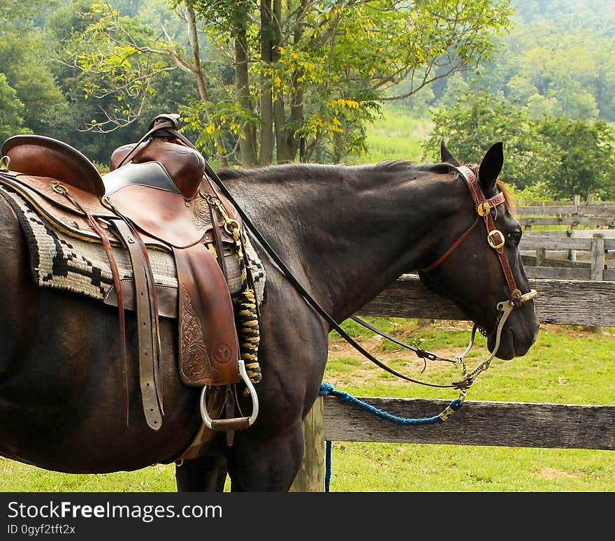 Bridle, Horse, Horse Harness, Rein