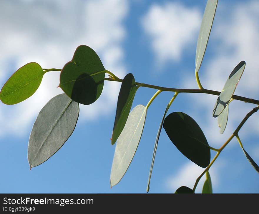 Leaf, Plant, Flora, Branch