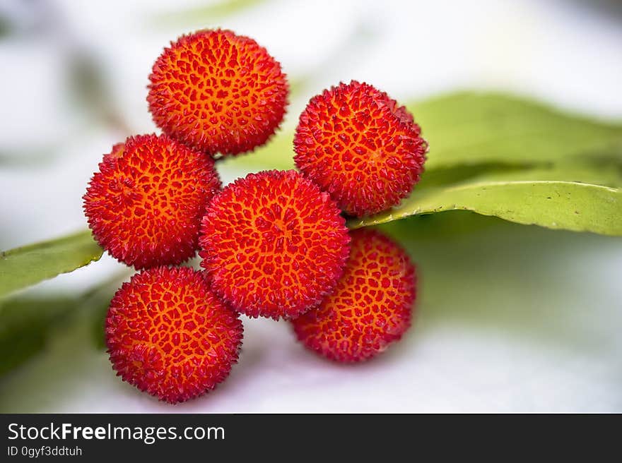 Strawberry Tree, Evergreen, Strawberry, Strawberries