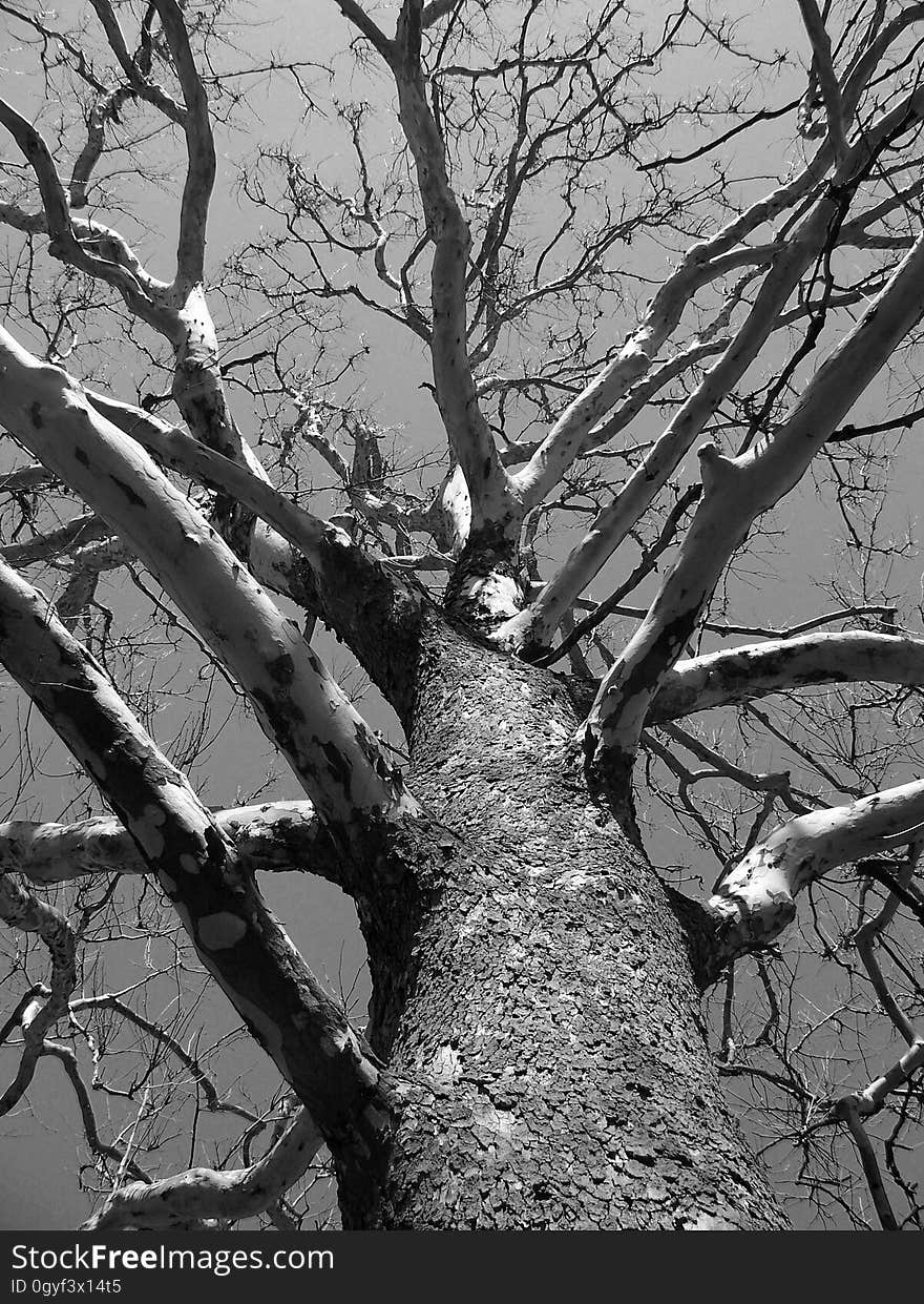 Tree, Branch, Black And White, Woody Plant